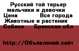 Русский той-терьер мальчики и девочки › Цена ­ 8 000 - Все города Животные и растения » Собаки   . Брянская обл.